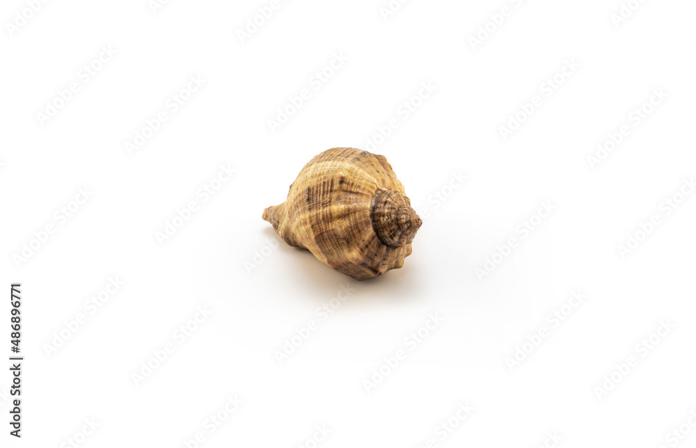 Isolated shells with white Background. Isolated shells with white Background.