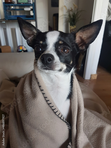Foto black and white chihuahua dressed as Yoda