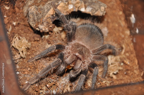 Close-up of a tarantula showcasing its unique features: hairy legs, sharp eyes, and predatory stance. This exotic, venomous arachnid embodies the fascinating yet eerie beauty of wildlife and tropical 