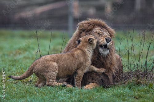 Obraz na płótnie Lion resting in the meadow w salonie
