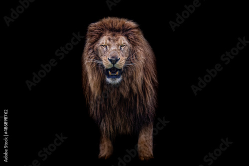 Lion with a black background