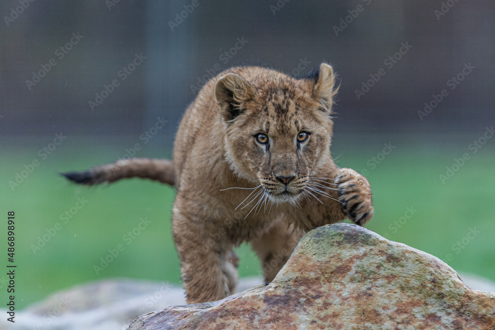 Baby lion playing on the rock