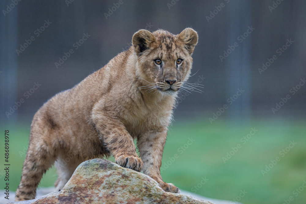 Baby lion playing on the rock