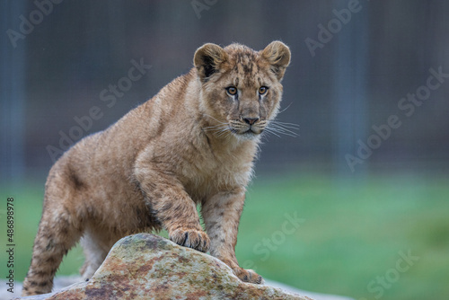 Obraz na płótnie Baby lion playing on the rock w salonie
