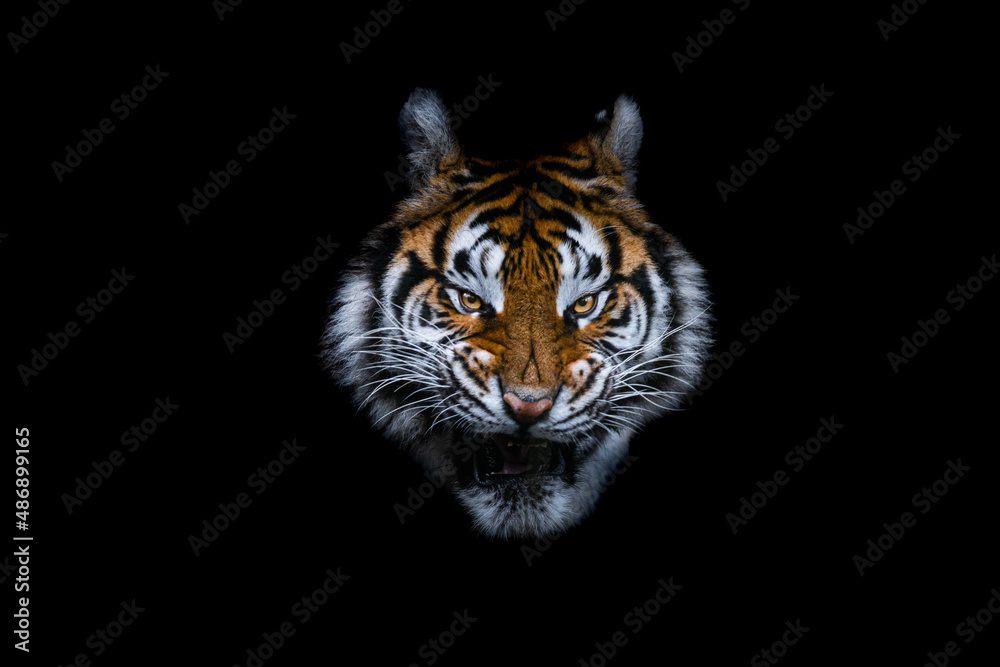 Tiger with a black background