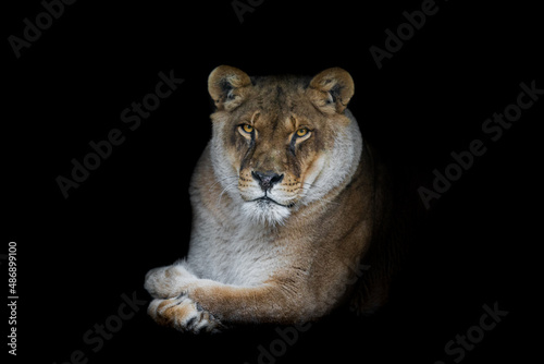 Obraz na płótnie Lion with a black background w salonie