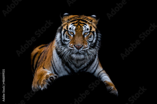 Tygrys z czarnym tłem