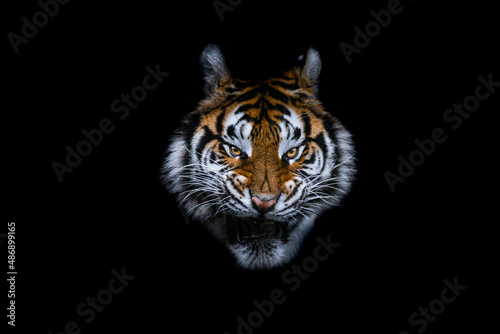 Obraz na płótnie Tiger with a black background w salonie