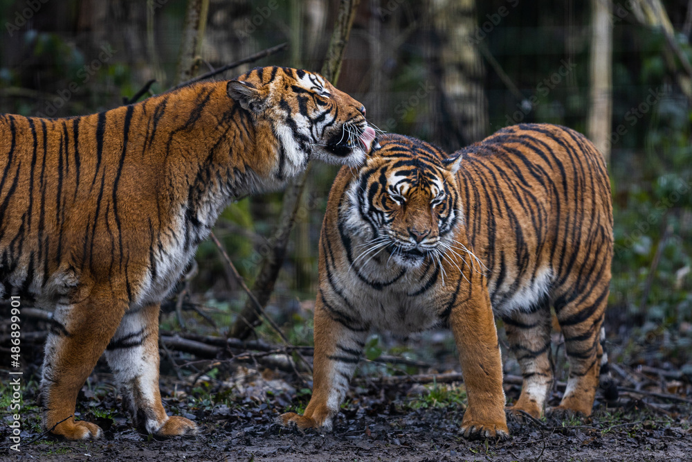 Interaction between two tigers in the forest