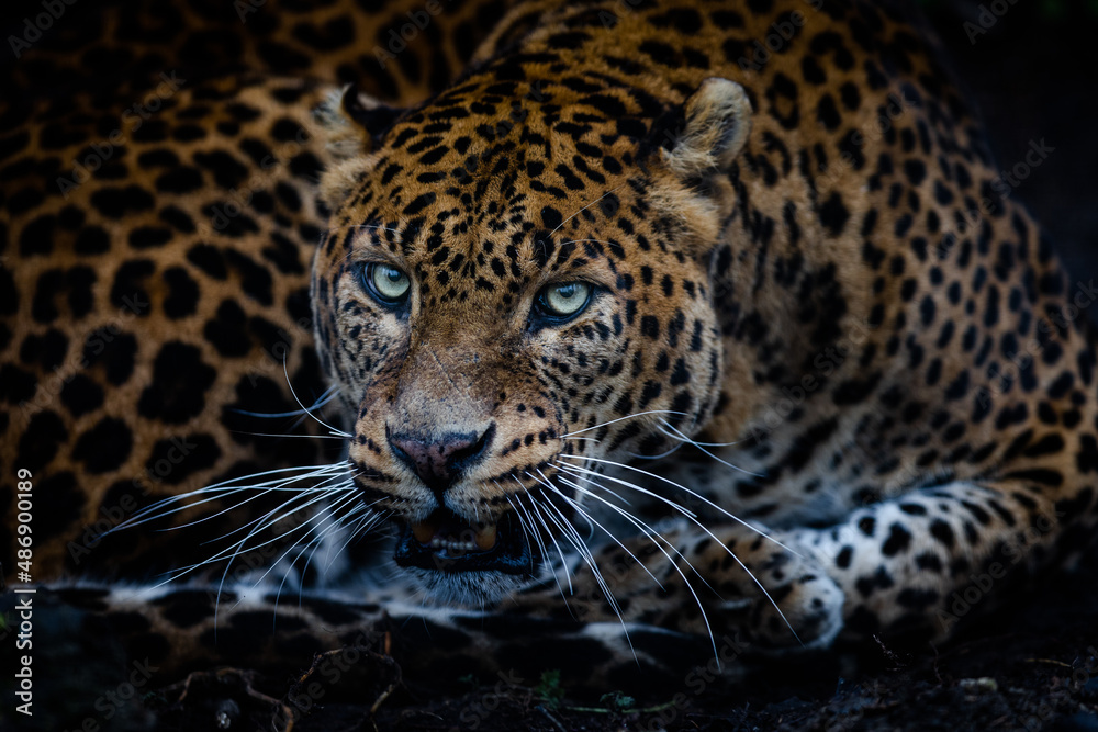 Angry leopard in the forest