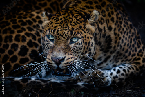 Angry leopard in the forest