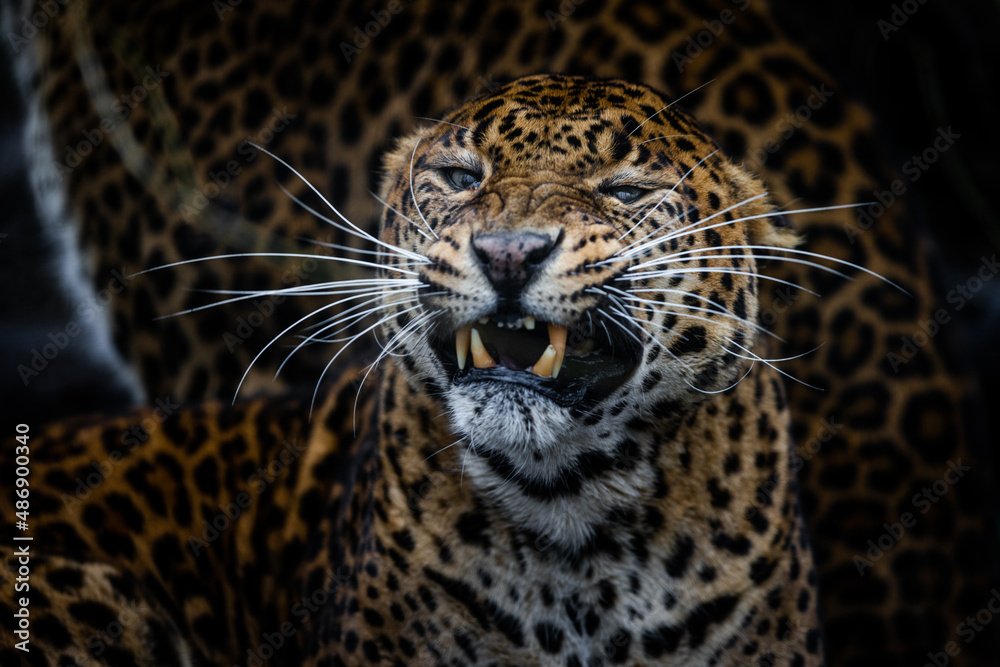 Angry leopard in the forest