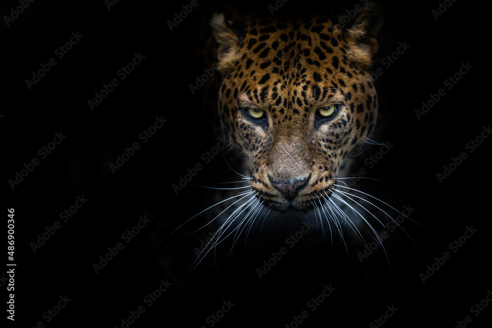 Leopard with a black background