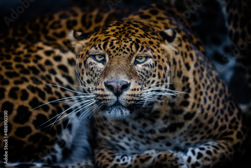 Angry leopard in the forest © AB Photography