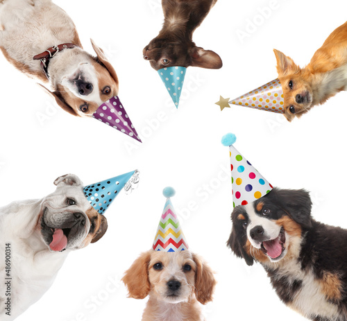 Photography Cute dogs with party hats on white background, collage