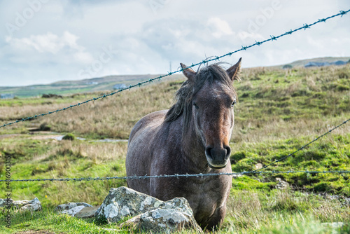 Ein Pferd schaut durch Stacheldrahtzaun direkt in die Kamera © Manuela Ewers