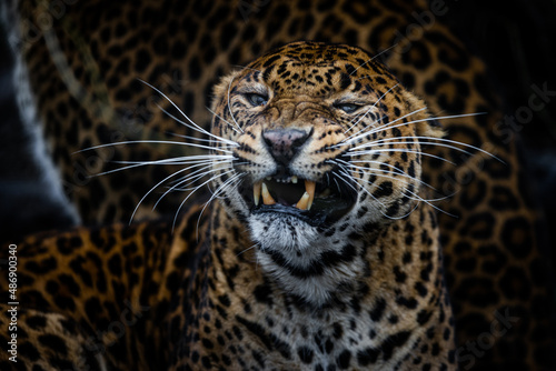 Obraz na płótnie Angry leopard in the forest w salonie