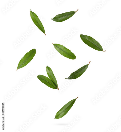 Green leaves of pomegranate plant falling on white background