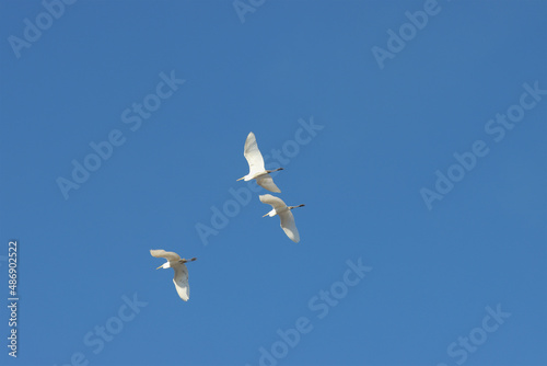 Flight of heron birds in the sky.