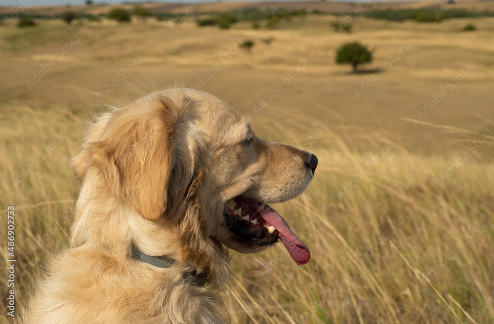 Golden retriever dog(s) in the grassland, summertime 