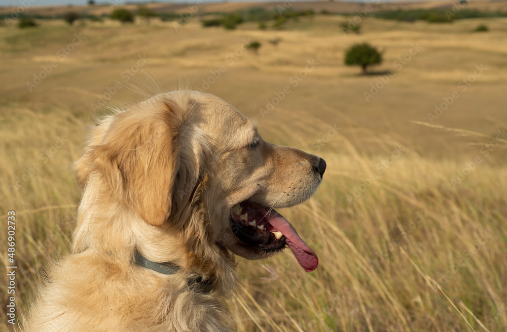 Golden retriever dog(s) in the grassland, summertime Golden retriever dog(s) in the grassland, summertime