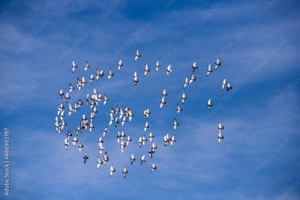 Fototapeta premium flock of pigeons, Algarve, Portugal