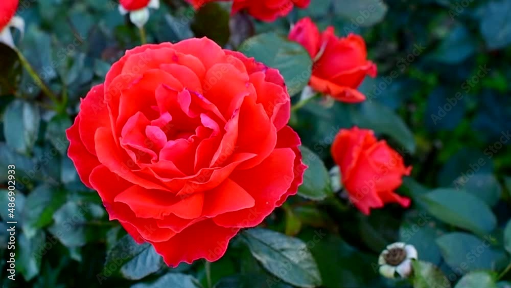 Pretty red rose flower close up. Beautiful flower background withblur background.