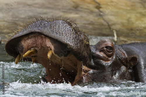 hippopotamus (Hippopotamus amphibius) howls water with a huge mouth