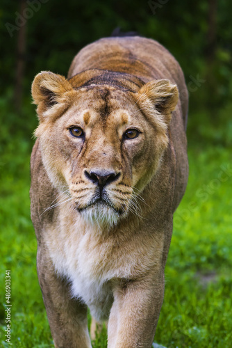 lion  Panthera leo  lioness looks very dangerous up close like that.