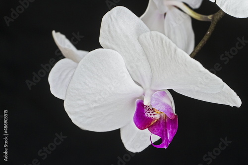 macro shot of an blossom white orchid flower (Phalaenopsis) with black backgroundwhite orchid flower (Phalaenopsis)