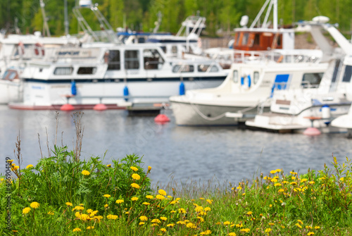 Yellow dandelion flowers, motor yachts in harbour in the background. © ekim