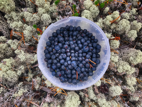 blueberries picked in the forest
