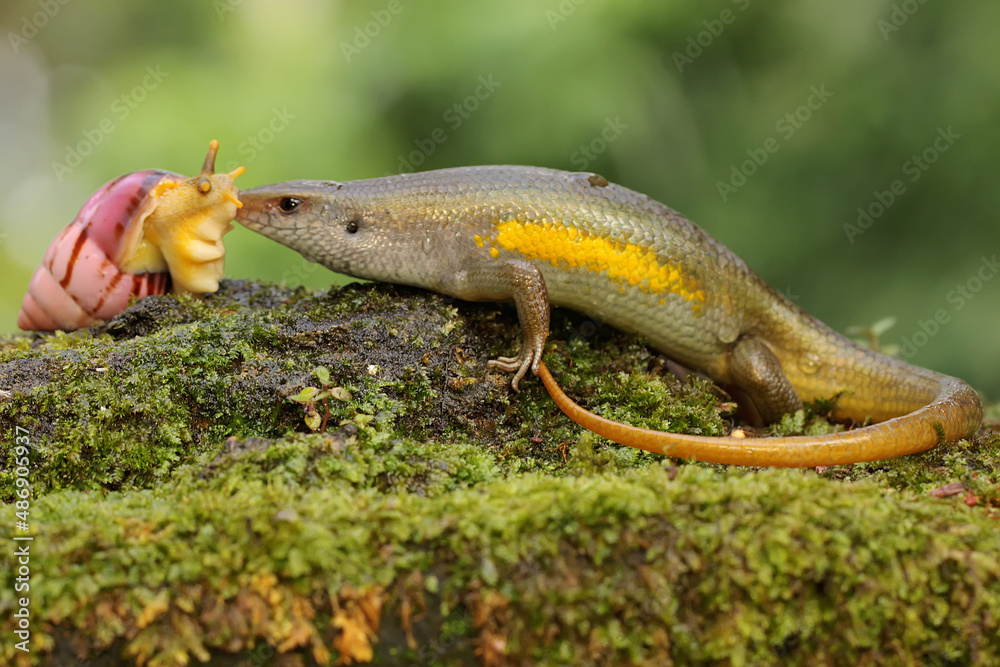 An adult common sun skink prepares to eat a snail. This reptile has the scientific name Mabouya multifasciata. 
