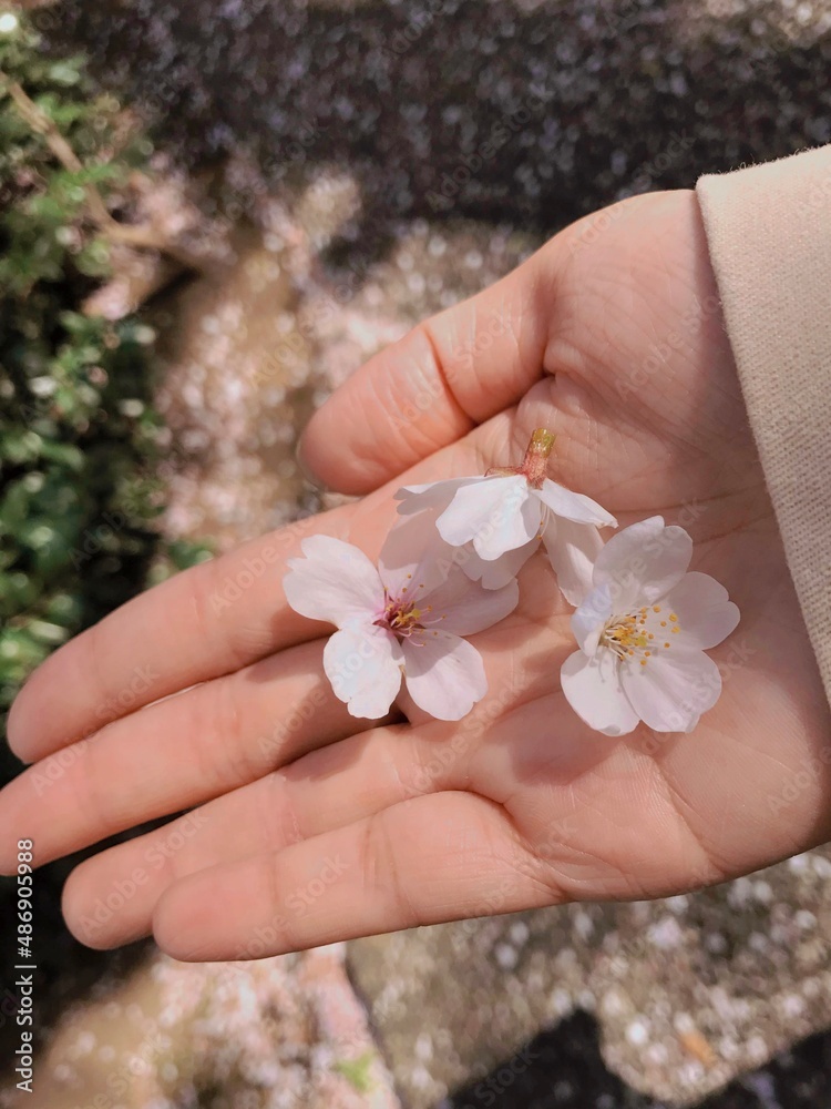 手のひらに乗せた桜の花びら