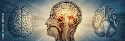Fotografie Anatomical image of the human brain creative background