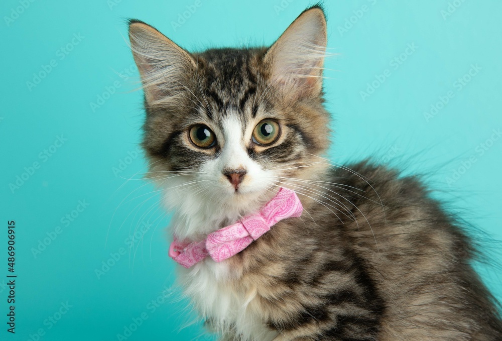 brown and white tabby kitten cat wearing pink bowtie close up portrait