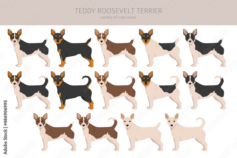 Teddy Roosevelt terrier clipart. Different poses, coat colors set