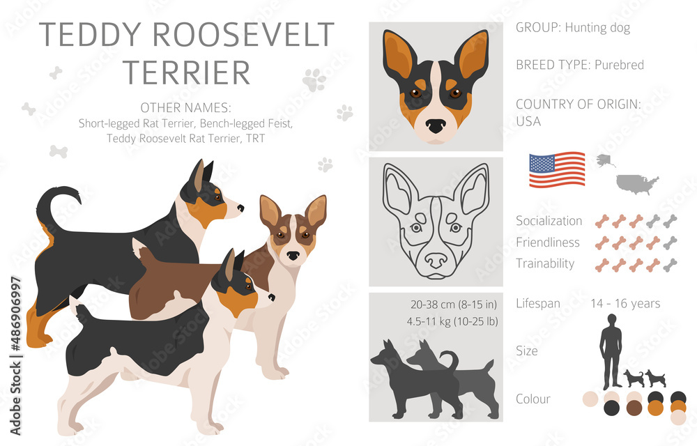 Teddy Roosevelt terrier clipart. Different poses, coat colors set