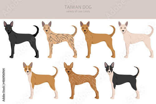 Taiwan dog clipart. Different poses, coat colors set