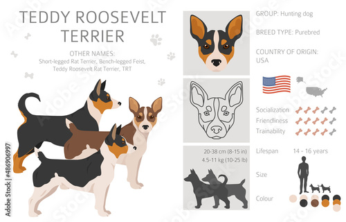 Teddy Roosevelt terrier clipart. Different poses, coat colors set