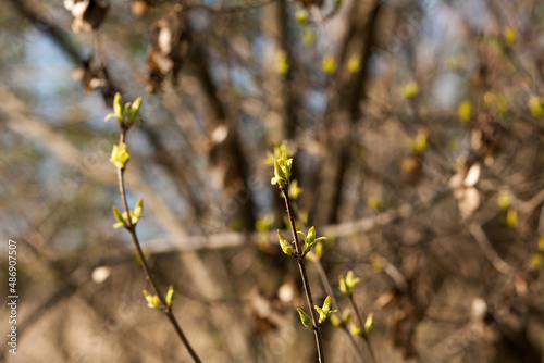 New leaves emerge from tree buds