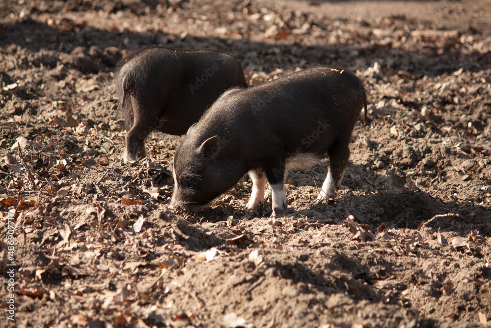 2 young pot-bellied pig standing in the sun 2 young pot-bellied pig standing in the sun