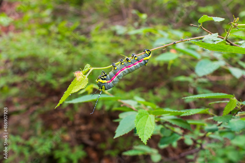 Beautiful green, pink and yellow caterpillar from the family Saturniidae, probably Arsenura angulatus (Oeiras, Piaui state, Brazil) photo