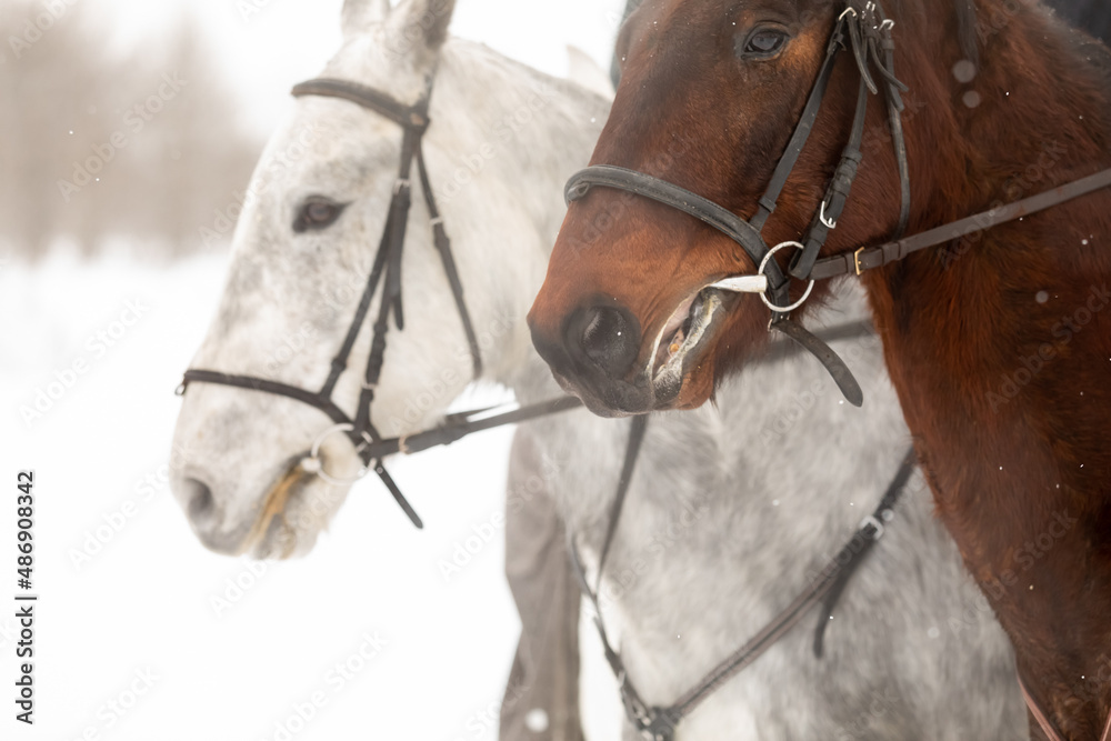 Fototapeta premium Two horses are white and brown in a bridle and a headband in a winter field. Large portrait of stallions. Space for text