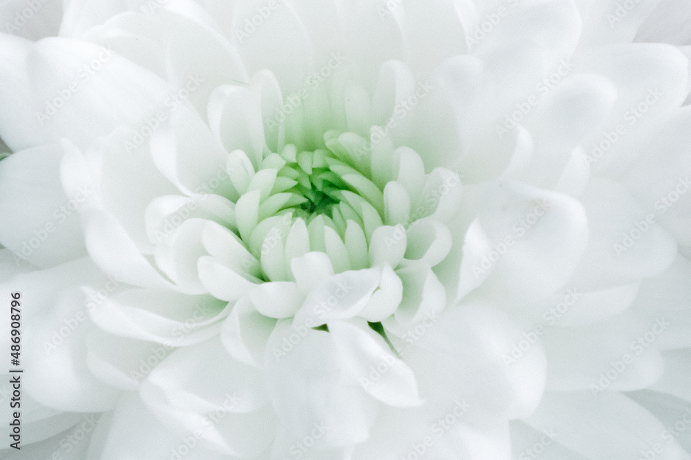 Fototapeta premium white chrysanthemum, bud close up