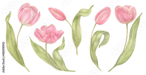 Watercolor hand drawn flowers tulips set in vintage style. Spring Botanical illustration isolated. Perfect for greeting cards, wedding invitation, birthday and mothers day cards. © NastiyaMaki