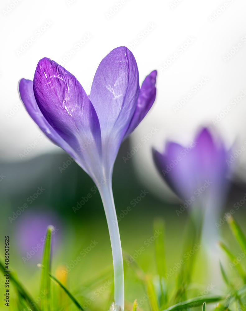 Macro close up of crocuses growing in a field.