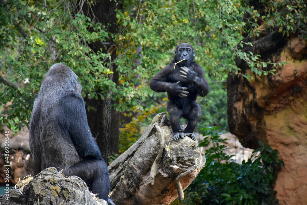 Obraz premium ドラミングをするゴリラの子供