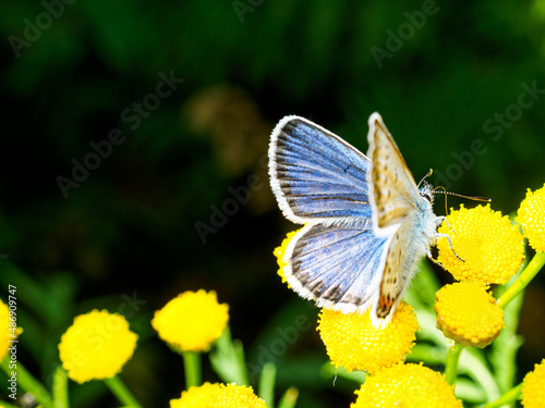 Close up of a common blue buttefly on a small yellow flower