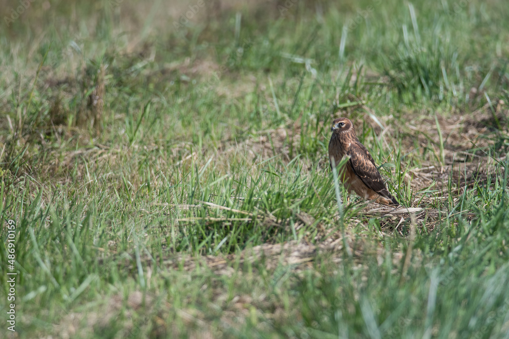 Northern Harrier has landed in the grass Northern Harrier has landed in the grass